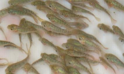 湖南正屹生物科技有限公司,湖南水污染治理公司,生态修复,土壤污染治理 湖南正屹生物科技有限公司,湖南水污染治理公司,生态修复,土壤污染治理