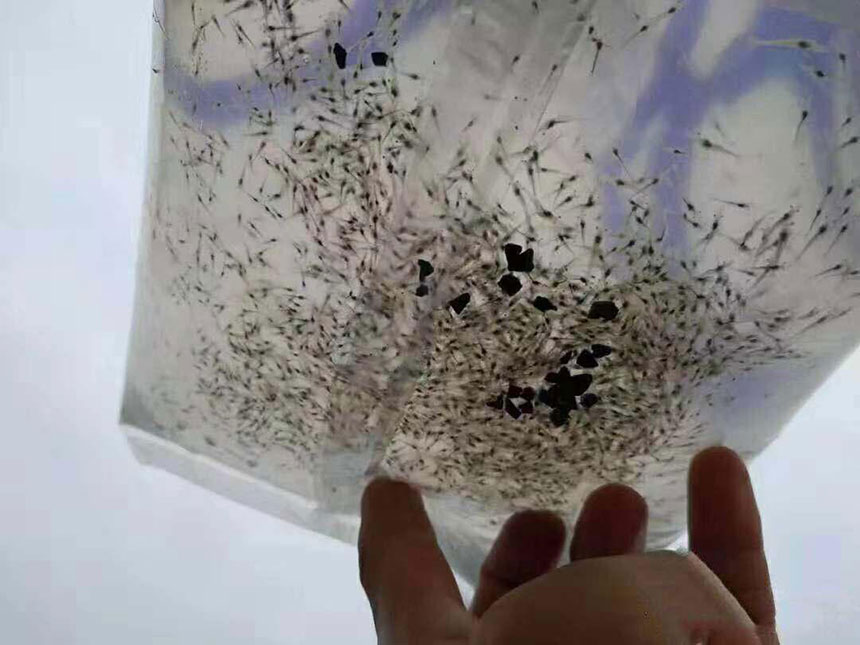 湖南正屹生物科技有限公司,湖南水污染治理公司,生态修复,土壤污染治理 湖南正屹生物科技有限公司,湖南水污染治理公司,生态修复,土壤污染治理
