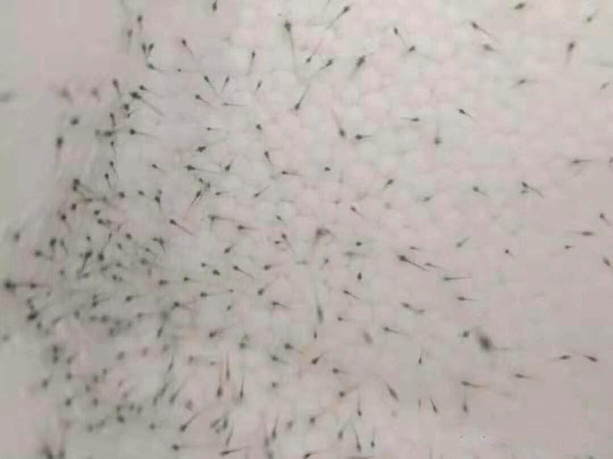 湖南正屹生物科技有限公司,湖南水污染治理公司,生态修复,土壤污染治理 湖南正屹生物科技有限公司,湖南水污染治理公司,生态修复,土壤污染治理