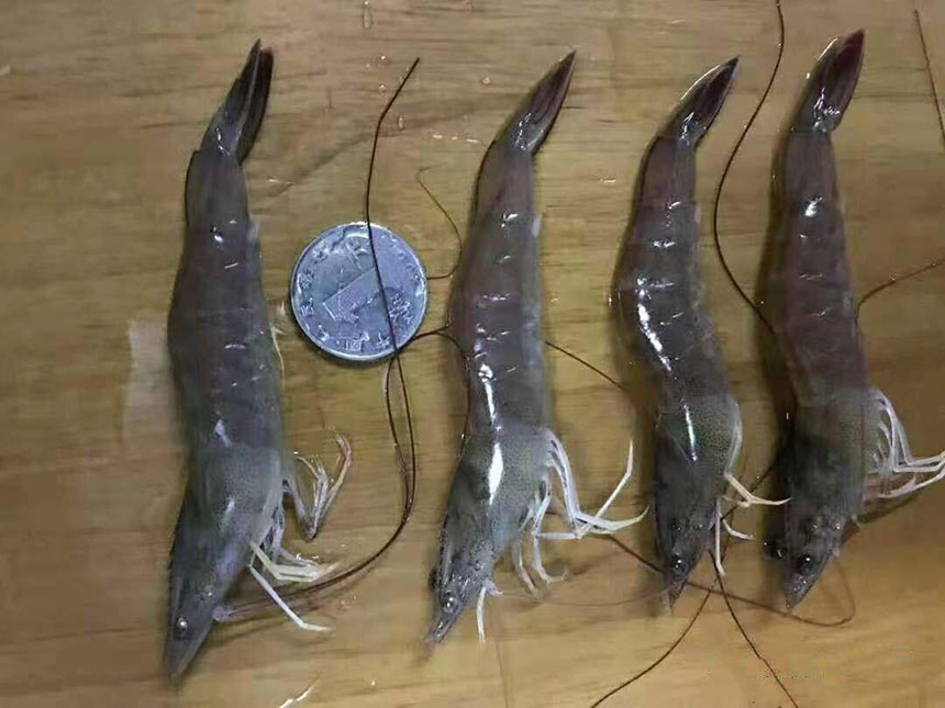 湖南正屹生物科技有限公司,湖南水污染治理公司,生态修复,土壤污染治理 湖南正屹生物科技有限公司,湖南水污染治理公司,生态修复,土壤污染治理