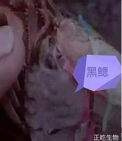 湖南正屹生物科技有限公司,湖南水污染治理公司,生态修复,土壤污染治理 湖南正屹生物科技有限公司,湖南水污染治理公司,生态修复,土壤污染治理