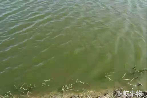 湖南正屹生物科技有限公司,湖南水污染治理公司,生态修复,土壤污染治理 湖南正屹生物科技有限公司,湖南水污染治理公司,生态修复,土壤污染治理