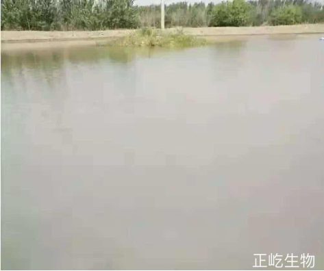 湖南正屹生物科技有限公司,湖南水污染治理公司,生态修复,土壤污染治理 湖南正屹生物科技有限公司,湖南水污染治理公司,生态修复,土壤污染治理