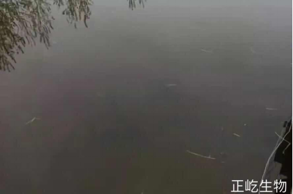 湖南正屹生物科技有限公司,湖南水污染治理公司,生态修复,土壤污染治理 湖南正屹生物科技有限公司,湖南水污染治理公司,生态修复,土壤污染治理